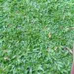 Rumput Gajah Mini
