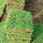 Rumput Jepang