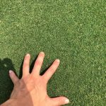 Rumput Golf
